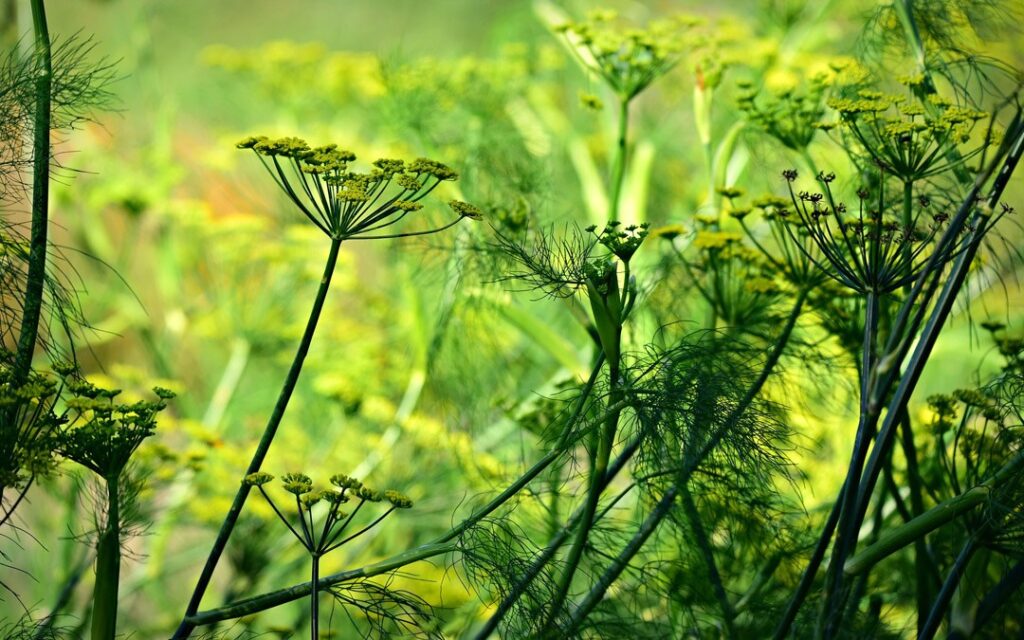aniseed-3706884_1920